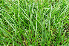 天然草球場(chǎng)建設(shè)