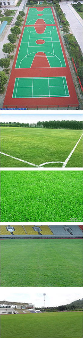 天然草球場建設(shè)